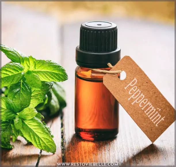 Peppermint oil Side Effects and Precautions